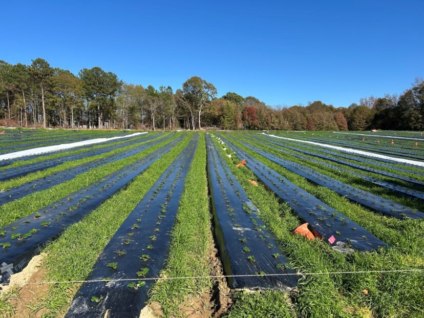 Cutoff strawberry transplants that were covered then uncovered after freezing weather.