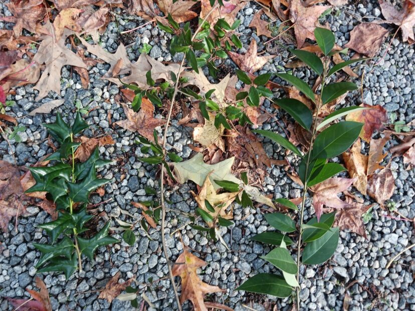 “Examples of unwanted shrub seedlings: holly, Russian olive, and Japanese ligustrum.”