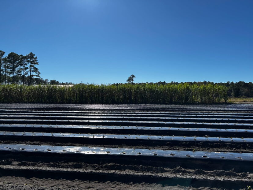 Foreground: Recently planted strawberries are pushing a new flush. Background: Sugarcane is ready to cut.