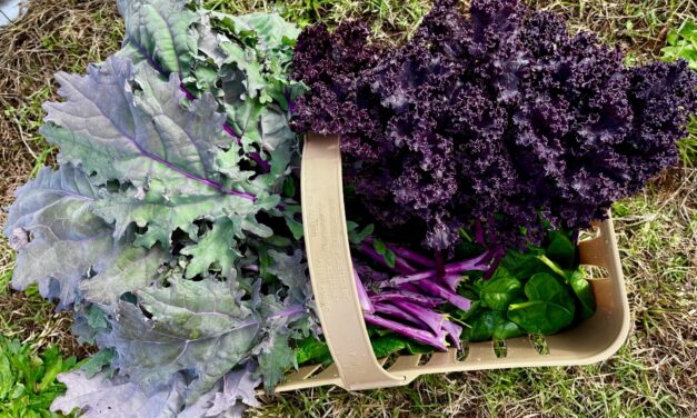 Extending the Growing Season in South Carolina: Row Covers, Cold Frames, and Other Tricks