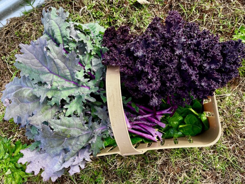 “Freshly harvested colorful kale leaves in late fall garden.”
