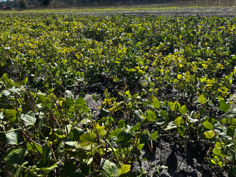 “Healthy green pea pods ready for harvest in a South Carolina vegetable field.”
