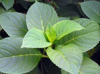 “Healthy hydrangea shrub receiving afternoon shade and consistent moisture.”
