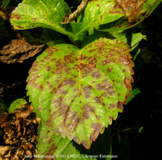 “Hydrangea leaf showing Cercospora lesions with purple margins.”