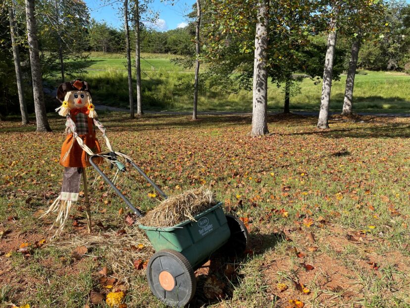 Leave the leaves. They are great for the lawn and wildlife