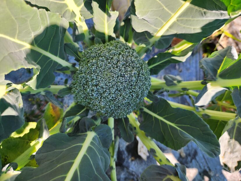 “Lush green broccoli heads ready for harvest in a South Carolina field.”