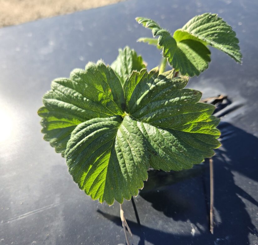 New strawberry plantings are looking good.