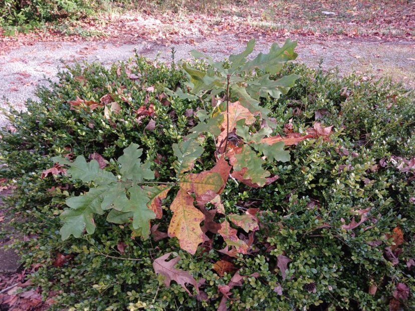 “Oak seedling growing through boxwood shrubs.”