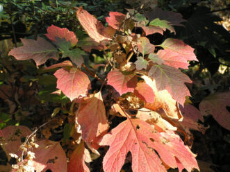 “Oakleaf hydrangea displaying bronze-red fall foliage color.”