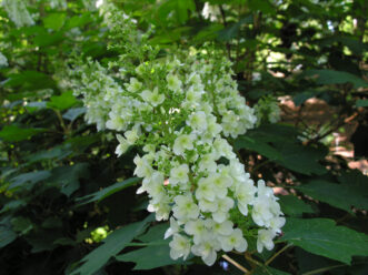 “Oakleaf hydrangea in bloom showing white conical flower clusters and oak-shaped foliage.”