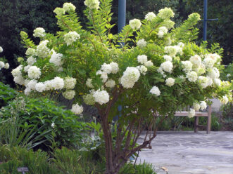 “Peegee hydrangea in full bloom showing large cone-shaped clusters of white flowers that fade to soft pink in late summer.”