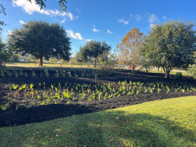 Planting of native grasses and herbaceous perennials installed in late fall.