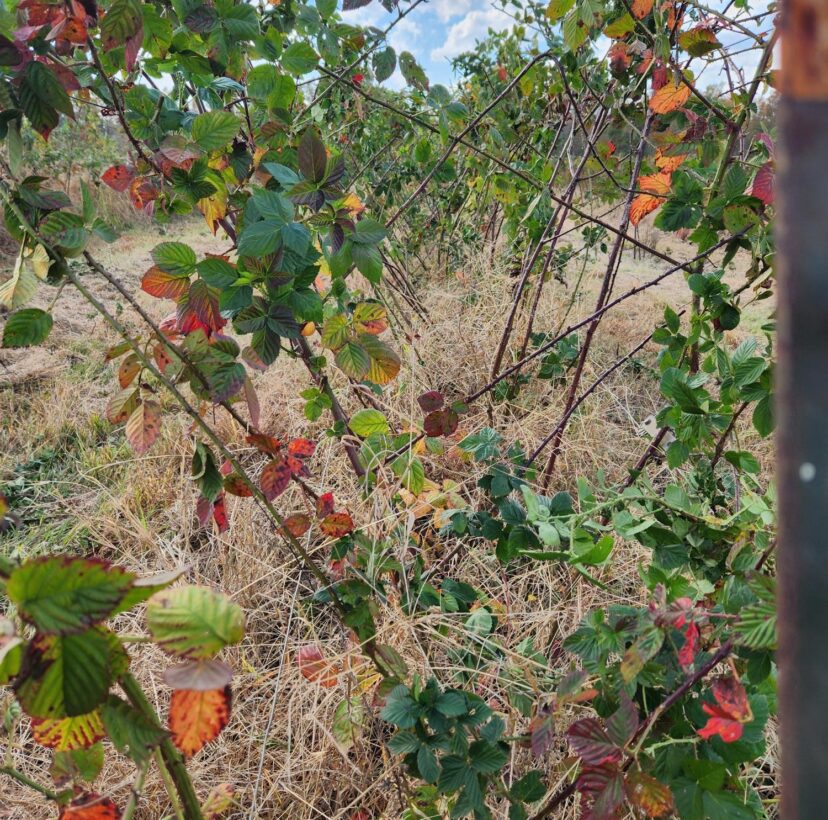 “Pruned blackberry canes trained on a V-shaped trellis after fall maintenance.”