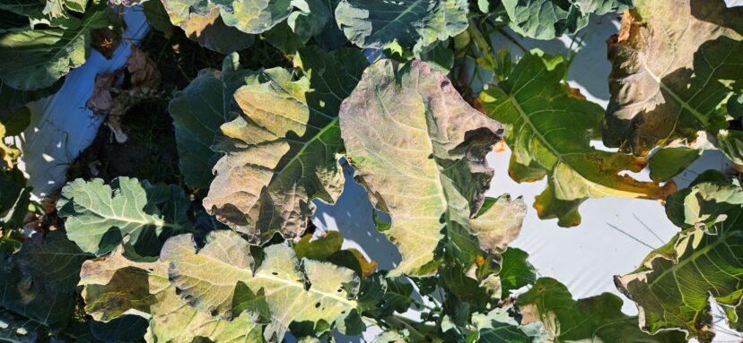 Purpling of leaves from reduced phosphorus uptake.