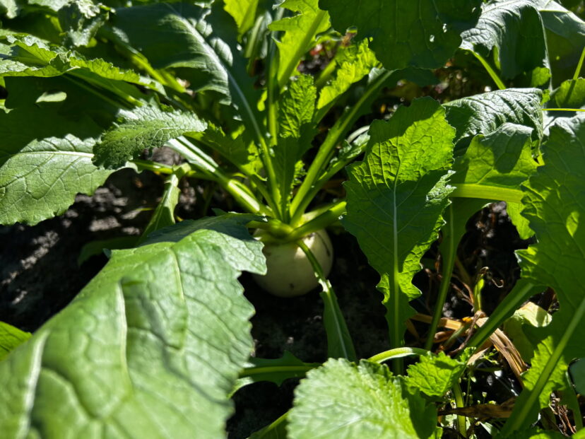 Radishes are ready to harvest.