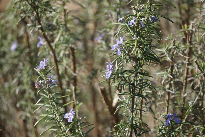 “Rosemary stems with narrow, needle-like leaves and small pale purple flowers blooming along the upright branches.”
