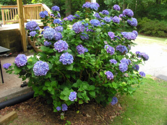 “Rounded growth habit of mature bigleaf hydrangea with dense foliage and flower clusters.”