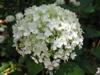 “Smooth hydrangea ‘Annabelle’ with large white flower clusters in midsummer.”