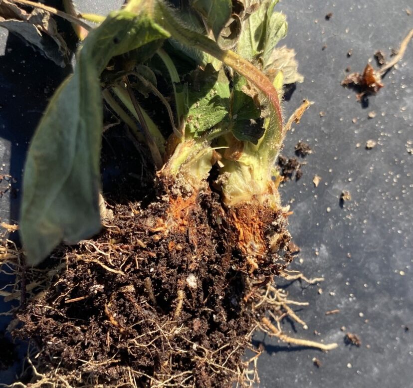 “Strawberry crown cut open showing brown discoloration typical of anthracnose crown rot.”