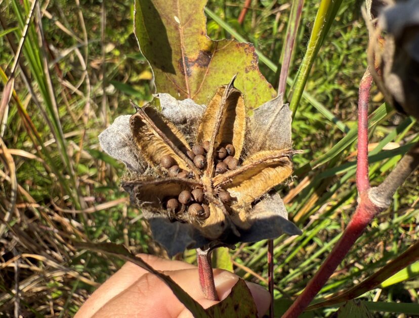 Swamp Rose-Mallow (Hibiscus grandiflora) seed head left to allow wildlife to eat.