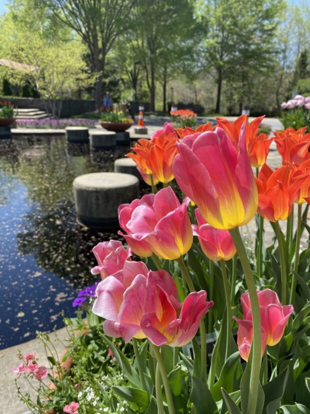 Tulips