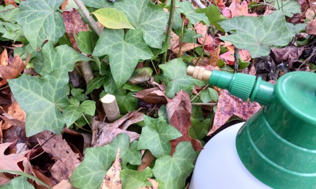 How To Control Volunteer Seedlings With the Cut Stump Method