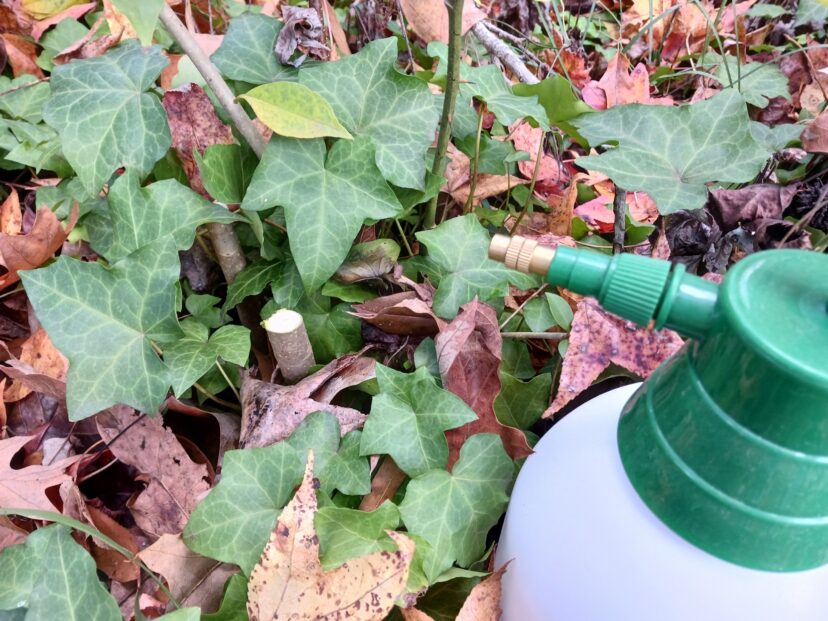 “Volunteer plant cut low to the ground and sprayed with herbicide.”