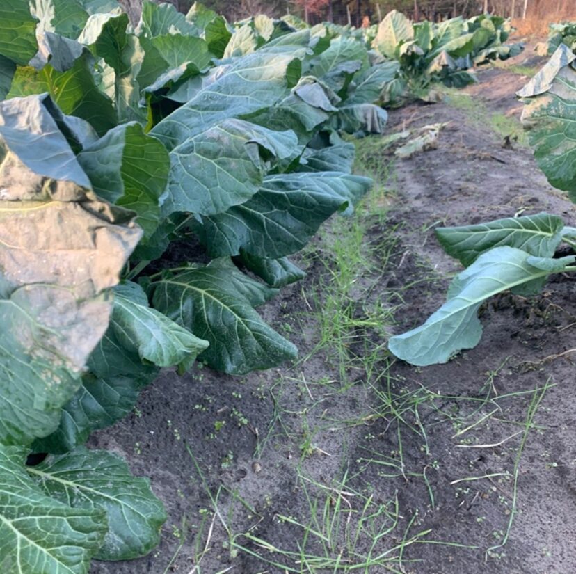 “Young oat seedlings emerging between rows of fall collards as part of a cool-season cover crop at Saxmore Farms.”