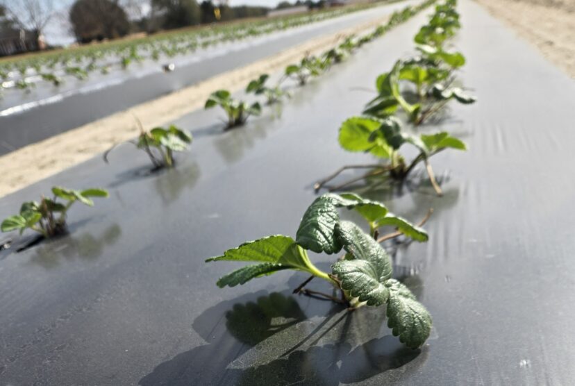 “Close-up of young strawberry plants with developing crowns in a field, showing slow but steady growth during cool early-winter conditions.”