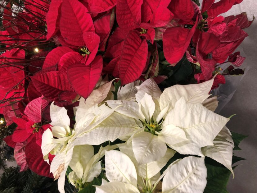 “Cluster of red and white poinsettias with large colorful bracts, arranged together for holiday decorating.”