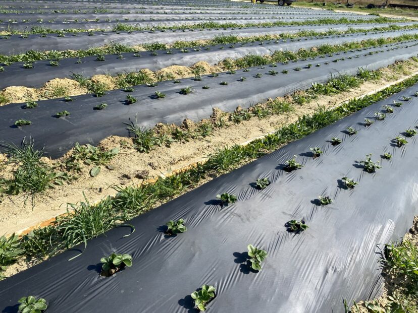 “Healthy young strawberry plants in neatly spaced rows after a liquid fertilizer application, showing vigorous green growth in cool weather.”