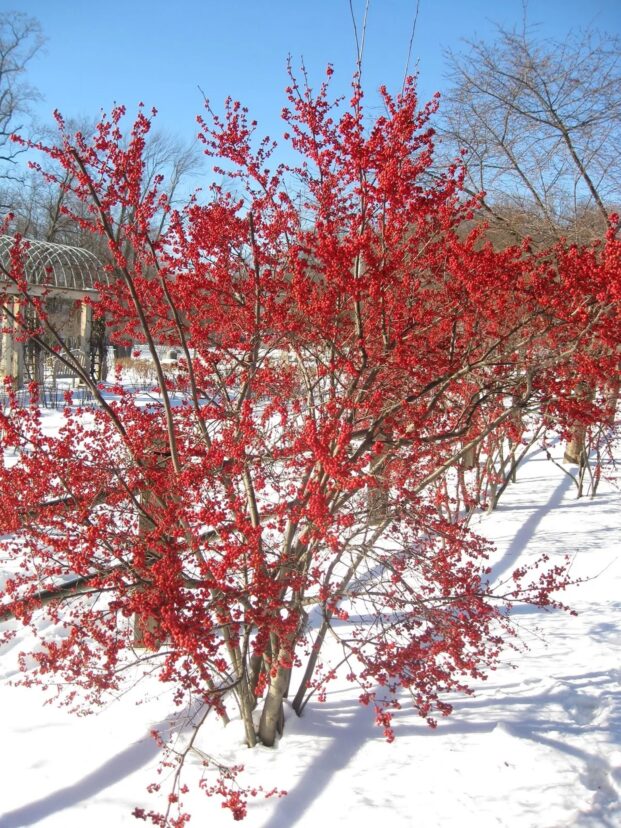 “Winterberry holly shrub covered in clusters of bright red berries, standing in a snowy landscape under a clear blue sky.”