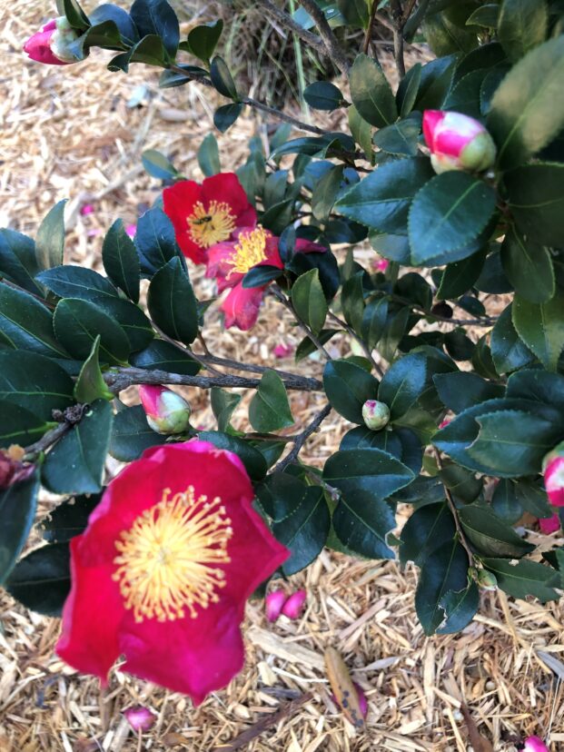“Winterberry holly shrub covered in clusters of bright red berries, standing in a snowy landscape under a clear blue sky.”