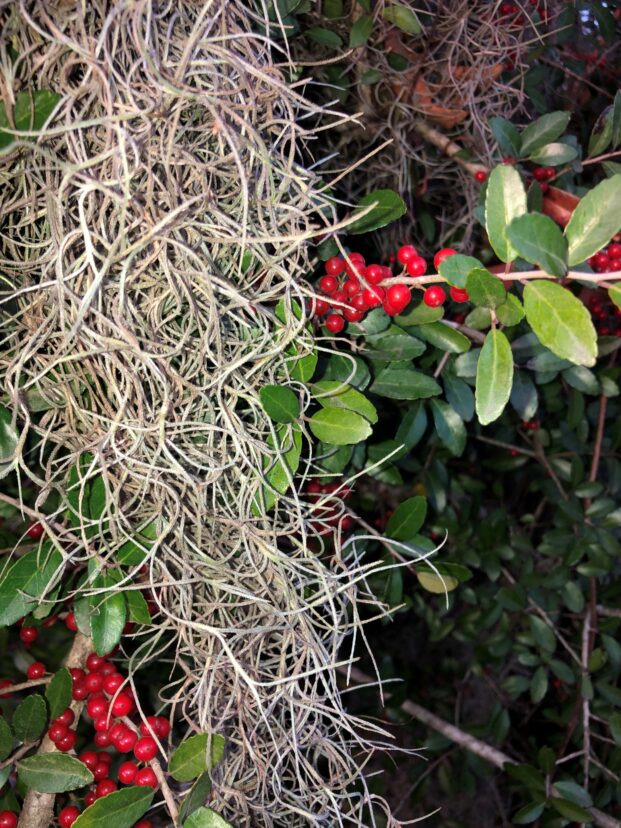 “Yaupon holly branches with clusters of bright red berries growing beside draped Spanish moss and glossy green leaves.”
