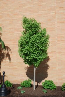 Columnar ginkgo cultivars with dense canopies are well-suited for narrow growing spaces.