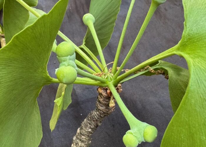 Female ginkgo trees produce pairs of ovules or female cones attached to the tip of a long stalk on shortened shoots called spurs. Female ginkgo trees produce pairs of ovules or female cones attached to the tip of a long stalk on shortened shoots called spurs.