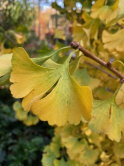The unique incised or split leaves of Jade Butterflies ginkgo turn an attractive gold in the fall.