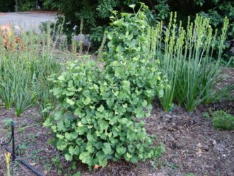 Gnome is a dwarf, slow-growing ginkgo cultivar that produces a dense, compact crown.