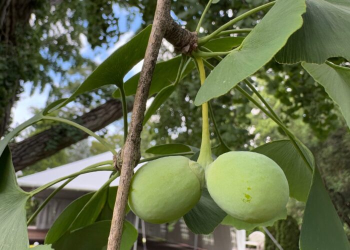 Rarely do a pair of ginkgo ovules attached to a single peduncle develop to form embryos.
