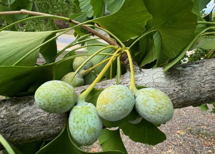 The embryo develops inside the maturing, plum-shaped, 1.25 inches long and one inch wide seed cones of ginkgo.