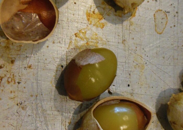The “shell” or sclerotesta of roasted ginkgo seeds was partially removed to reveal the edible kernel or embryo.