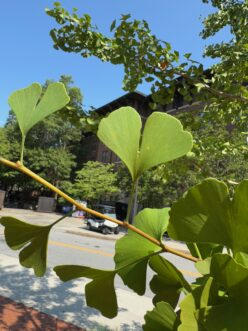 The unique, fan-shaped leaves of ginkgo (Ginkgo biloba) are sometimes notched at the tip into two lobes, which refers to its specific epithet of biloba.
