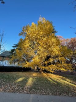 This ginkgo on the Clemson University campus produces spectacular bright golden yellow fall color.