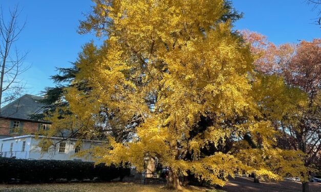 Ginkgo (<em>Maidenhair Tree</em>) Care & Growing Guide