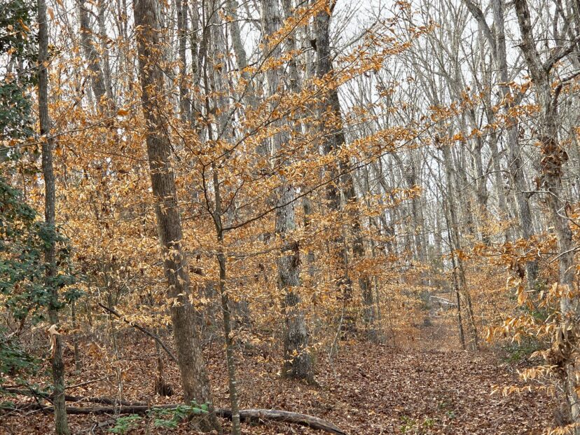 American beeches are the best-known trees for exhibiting marcescence.