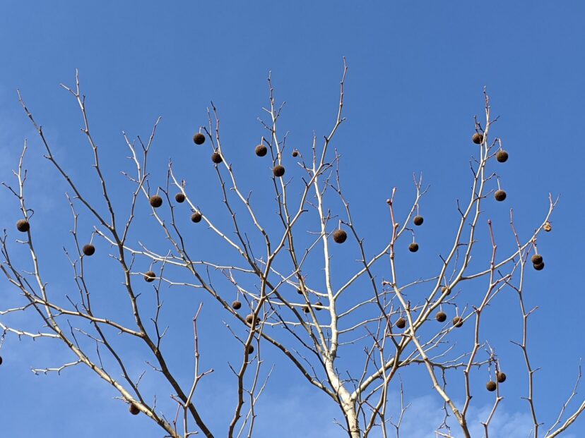 American sycamore branches in winter with round seed balls hanging from bare twigs against a clear blue sky.