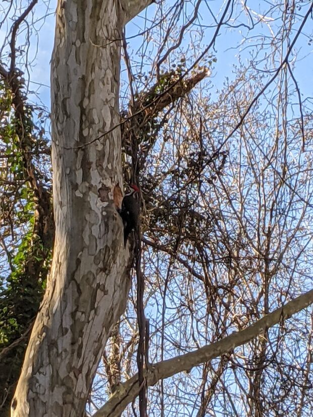 American sycamore trunk with mottled, peeling bark and a woodpecker clinging to the trunk in winter.