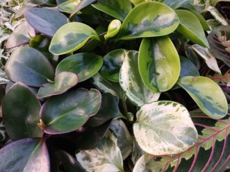 Baby rubber plant with thick, rounded, variegated leaves and another with variegated leaves.