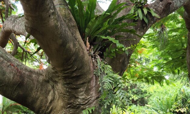 How To Grow and Care for Bird’s Nest Fern (<em>Asplenium Nidus</em>)
