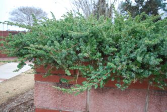 Blue Pacific shore juniper with arching branches cascading over a wall.”